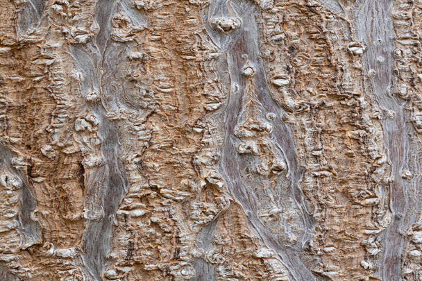 Pawlownia tree bark close-up shot. Paulownia tomentosa bark surface. Natural structure of the rhytidome - crushed outer bark. Outer sheath of the trunk texture. Wood texture background. - Photo, Image