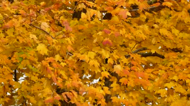 Light wind blowing on fall colored leaves during the day in Canada - Footage, Video