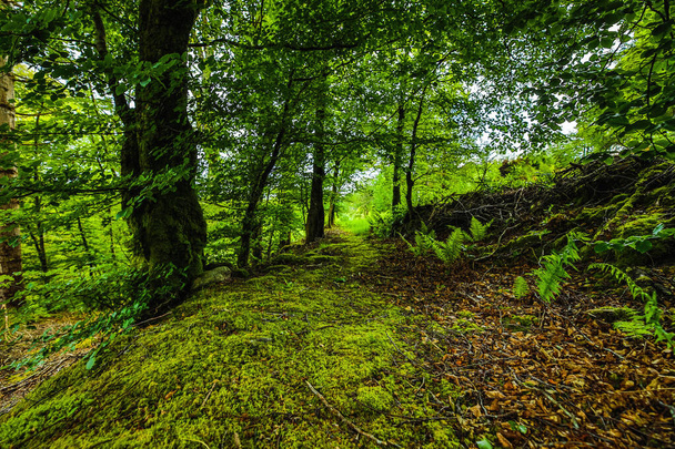 Γραφικό τοπίο ενός ορεινού δάσους με παραδοσιακή φύση της Σκωτίας. - Φωτογραφία, εικόνα