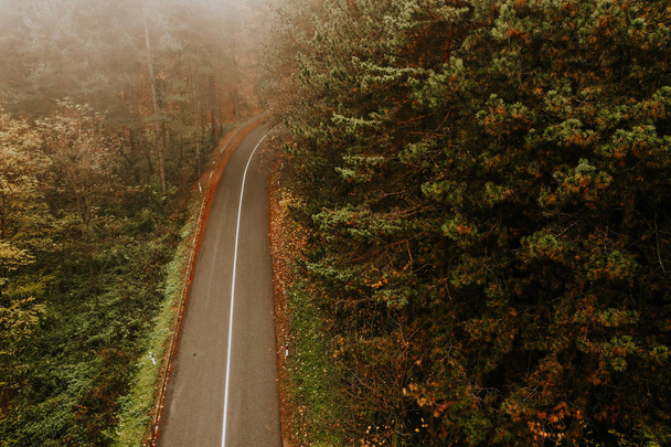 Aerial view of thick forest in autumn with a road cutting through - Photo, Image