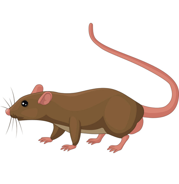 Vektorová ilustrace kreslené krysy na bílém pozadí - Vektor, obrázek