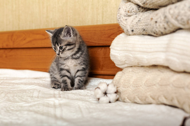 Cute tabby kitten are sitting near Bunch of knitted warm pastel color sweaters folded in stack. Newborn kitten, Baby cat, Domestic animal, Home pet, Kid animal. Cozy home. Copy space - 写真・画像