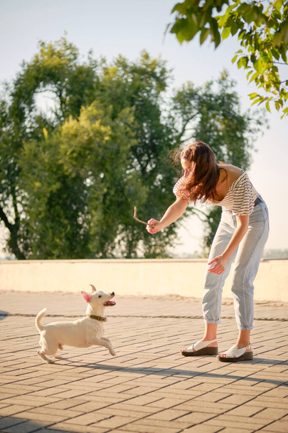 Dog Parson Russell Terrier φυλή παίζει στο πράσινο πάρκο με τον ιδιοκτήτη του. Καλοκαίρι ή αρχές του φθινοπώρου. Η φύση. Έννοια φροντίδας και κατάρτισης για ζώα συντροφιάς. - Φωτογραφία, εικόνα