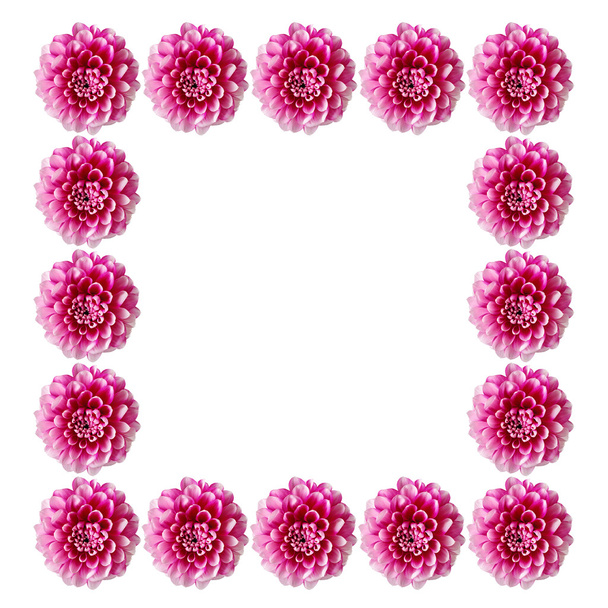 pink flowers frameisolated on white background. - Фото, зображення