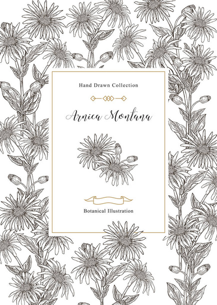Arnica montana flowers and leaves background. Medical herbs collection. Vector illustration vintage. - Vector, Image