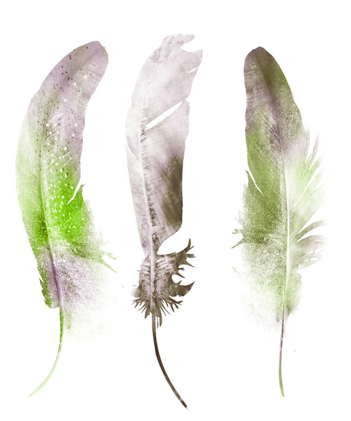 Watercolor feathers, isolated on white background - Valokuva, kuva