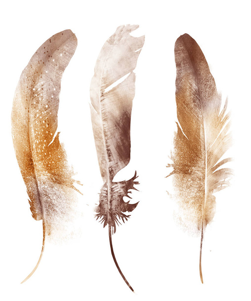 Watercolor feathers, isolated on white background - Foto, Imagem