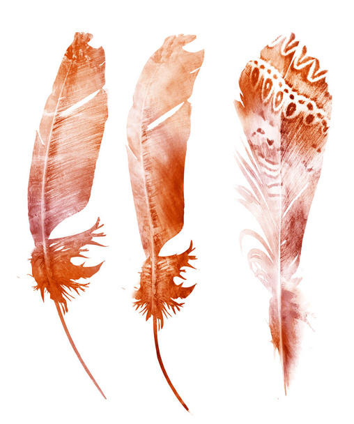 Watercolor feathers, isolated on white background - Photo, image