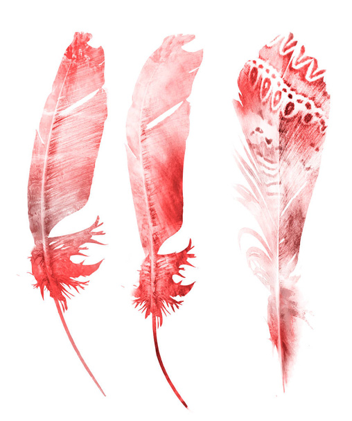 Watercolor feathers, isolated on white background - Фото, зображення