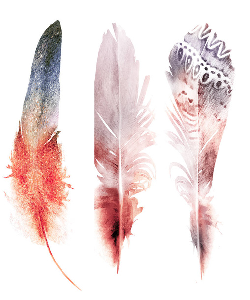 Watercolor feathers, isolated on white background - Foto, immagini