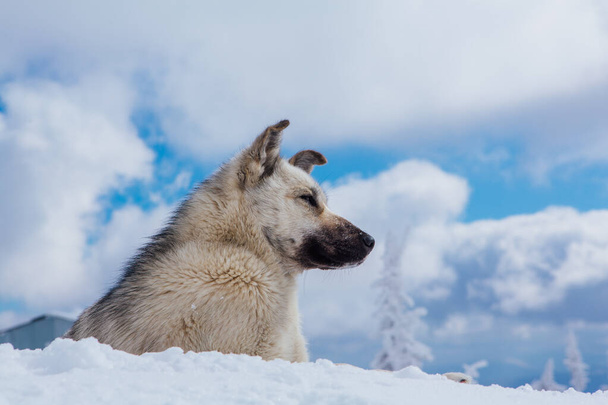 Lonely small grey dog on the top of a snowy hill - Photo, Image