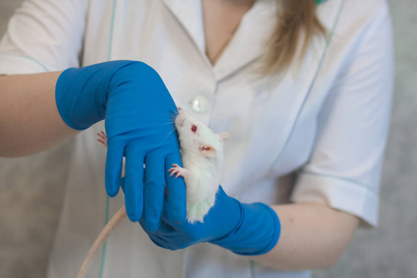 The rat is white in the arms of the laboratory assistant in a - Foto, Imagem