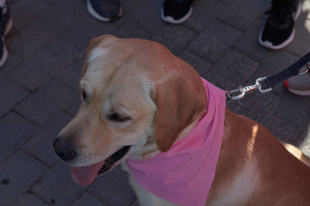 Pes boj proti rakovině - Fotografie, Obrázek