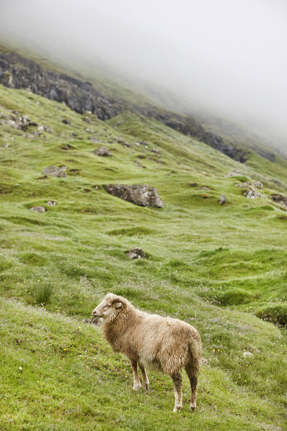 Sheep on Faroe islands cliffs. Green scenic landscape foggy day - Фото, изображение
