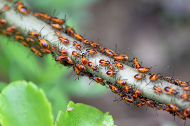 смердючі комахи в дикій природі
 - Фото, зображення