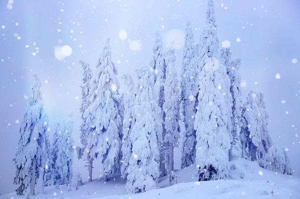 Χριστουγεννιάτικο φόντο με χιονισμένα έλατα. - Φωτογραφία, εικόνα