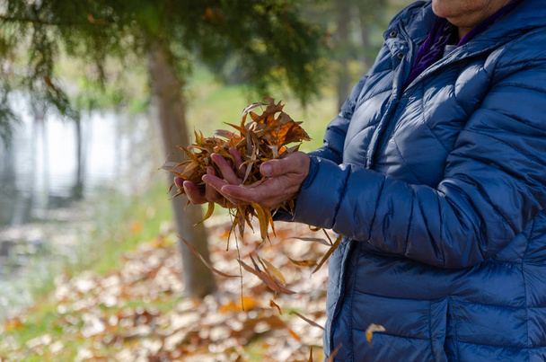 Žena drží žluté podzimní listí na dlaních. - Fotografie, Obrázek