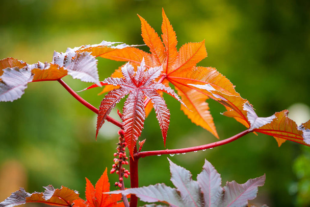 Japanse esdoorn bladeren - Foto, afbeelding