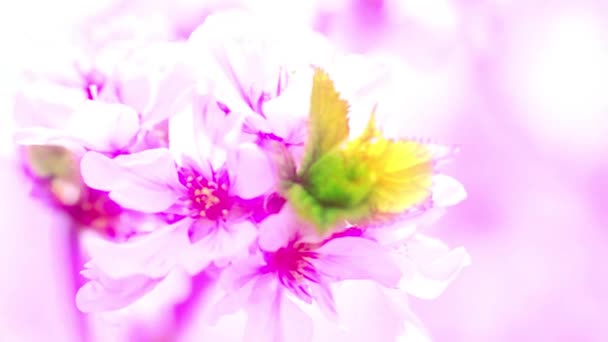 квітучі весняні квіти з фруктових дерев
 - Кадри, відео