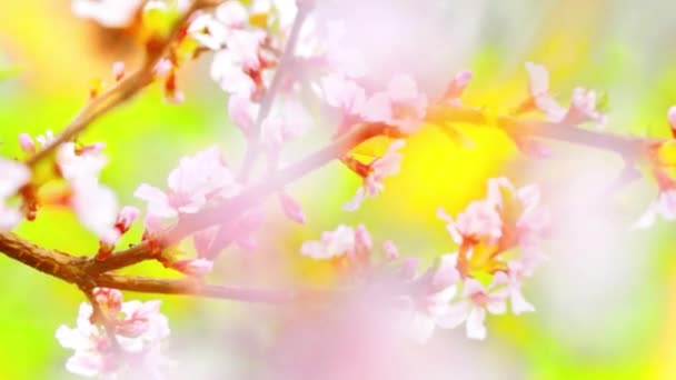 blühende Frühlingsblumen von Obstbäumen - Filmmaterial, Video