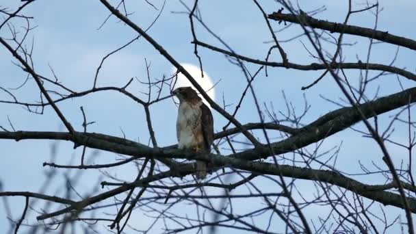 halcón de cola roja despegando del árbol con la luna en el fondo y volando lejos
 - Metraje, vídeo