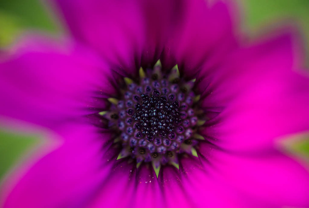 close up of purple flower as background, copy space - Photo, Image