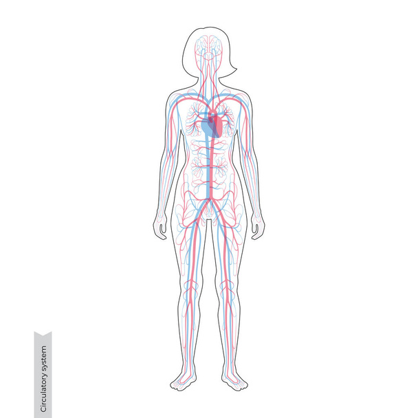 循環器系の解剖学 - ベクター画像