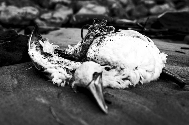 Sahilde sahili temizlerken ölü bir karabatak bulundu. Siyah ve beyaz - Fotoğraf, Görsel
