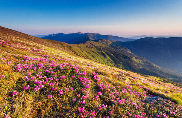 Pink rhododendron flowers on summer mountain. - Photo, Image