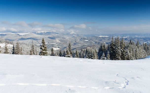 winter landscape - Fotografie, Obrázek