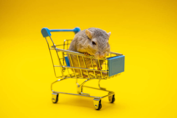 Gray rat inside the shopping cart on a yellow background - Foto, Imagen