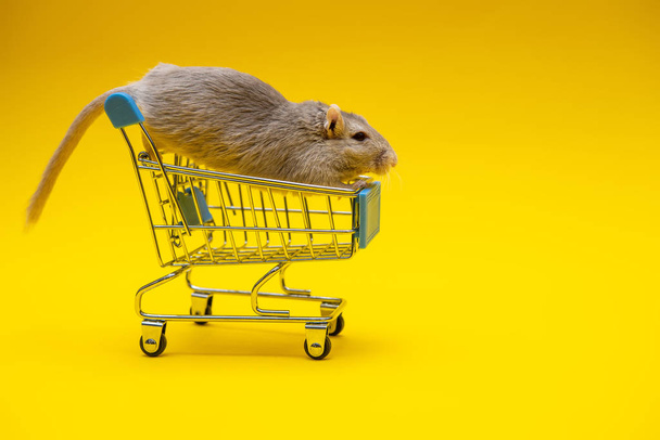 Gray rat sitting on the shopping cart on a yellow background - Fotoğraf, Görsel