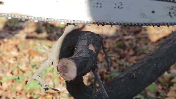 saw a tree with a chainsaw - Footage, Video