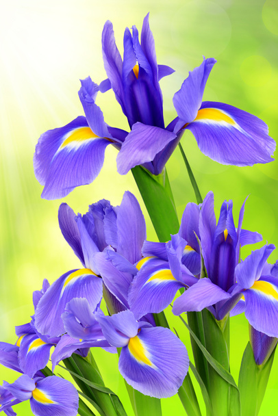 květ fialový iris - Fotografie, Obrázek