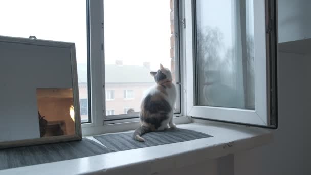 Schattige oranje kleur kat zit naast het raam en kijkt naar buiten om zonneschijn te krijgen in een goede weerdag. kat is rondkijken en kijken naar de camera, verwondering, denken en ontspannen - Video