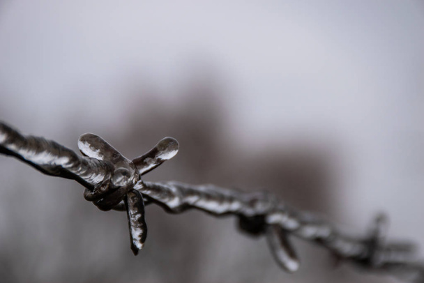 barbed wire in ice captivity - Photo, Image