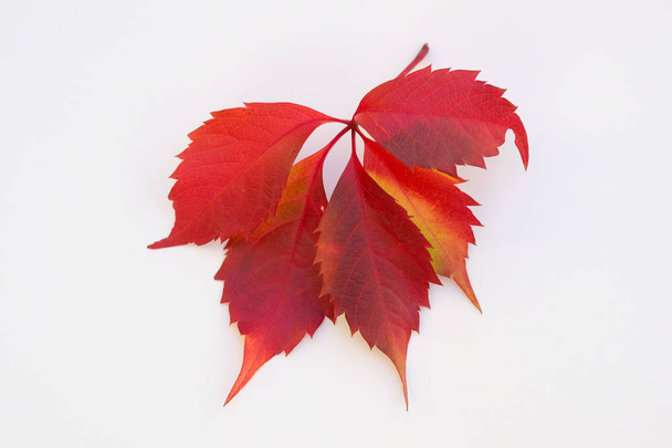 Rama roja de una planta de uva silvestre sobre fondo blanco. Hojas de uvas silvestres en el otoño
. - Foto, imagen
