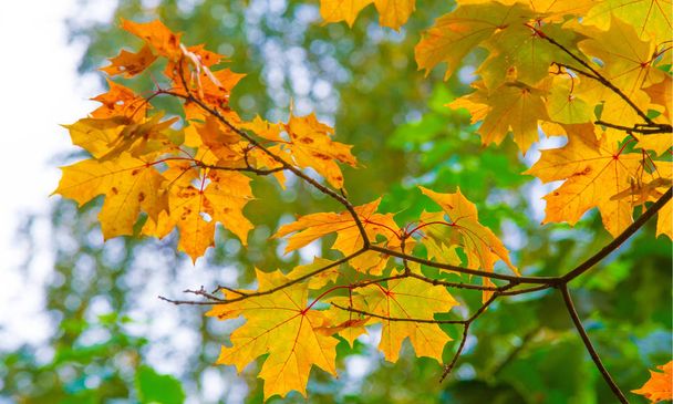 Autumn landscape of photography, Maple tree or shrub with lobed  - Foto, Imagen
