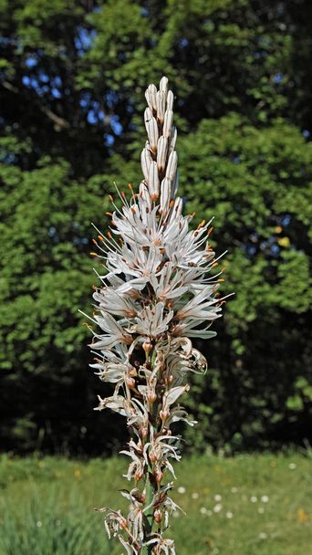 flor de asphodel branco
 - Foto, Imagem