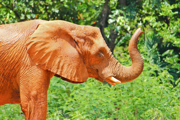 Słoń afrykański - Zdjęcie, obraz