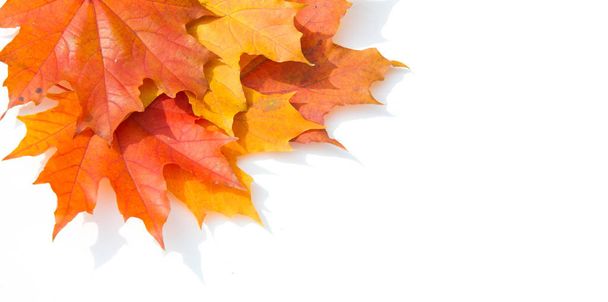 Pozadí textury, vzor. Podzimní barevné javorové listy. Javor - Fotografie, Obrázek