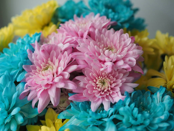 Multi-colored chrysanthemums. Motley rainbow bouquet. Blue, yellow, white, pink flowers. Flower background - Photo, Image