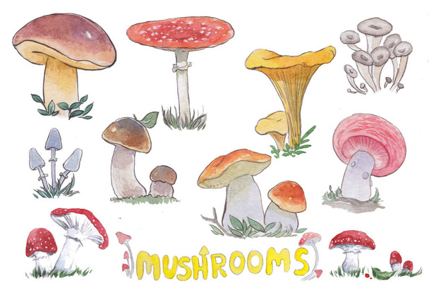watercolor set with ten mushrooms - Фото, зображення