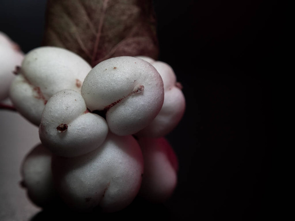 macro photo of white Wolfberry with a leaf close-up on a dark red background. autumn berries Macro photo - Fotó, kép