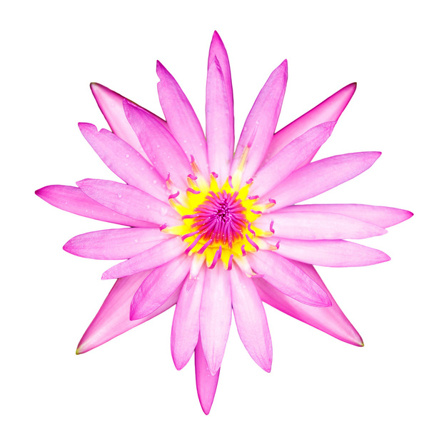 purple lotus flower blooming with clipping path - Fotografie, Obrázek