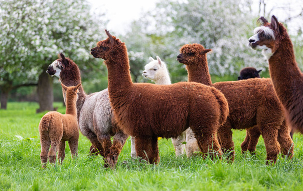 Alpaca herd on a spring meadow, South American mammals - Photo, image
