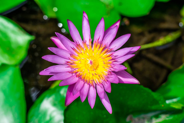 Purple lily water or lotus flower in the basin very fresh - Fotografie, Obrázek
