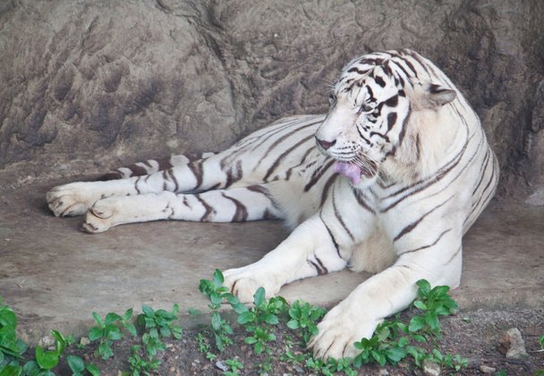 білий тигр
 - Фото, зображення