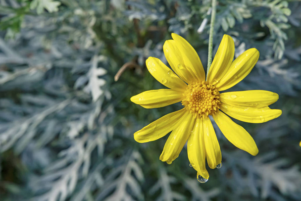 közeli sárga keskeny levelek ragwort virág a természetben - Fotó, kép