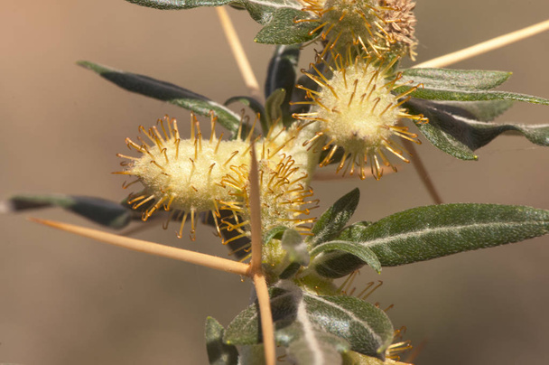 Xanthium spinosum piikikäs cocklebur piikikäs burweed ja Bathurst burr rikkaruoho, joka kasvaa helposti viljelemätön maa ulottuu hyvin monimutkainen tapa hävittää
 - Valokuva, kuva